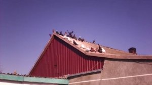 Голуби Крыма №5