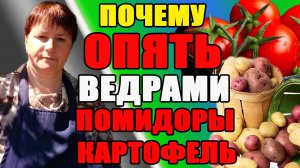 Почему у меня ОПЯТЬ ведрами помидоры и картофель.