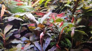 Аквариумные креветки "Красный огонь". Креветки Амано кушают крапиву