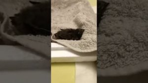 Птенец стрижа. Уход и кормление.