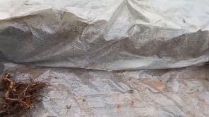 траншея для голубики