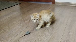Котёнку понравилась игрушечная мышка.