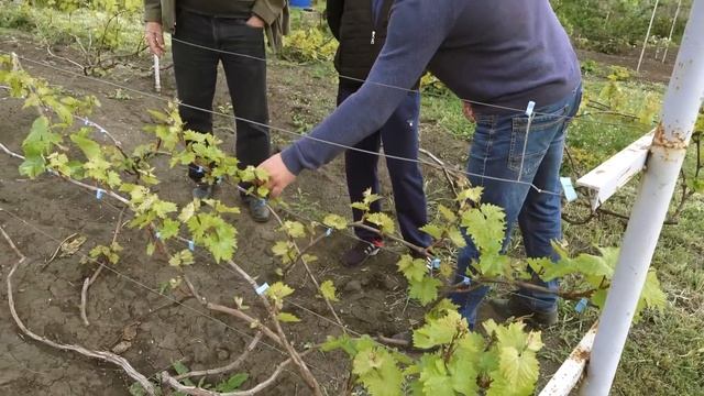 В гостях у династии виноградарей Анатолия и Дмитрия Савран. смотреть онлайн