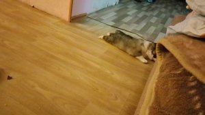 щенку почти 2 месяца, коту 7 месяцев