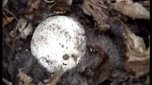 Гриб Веселка.  Как  найти в лесу и где искать веселки. Смоленск.