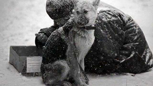 Собаки - преданные существа смотреть онлайн