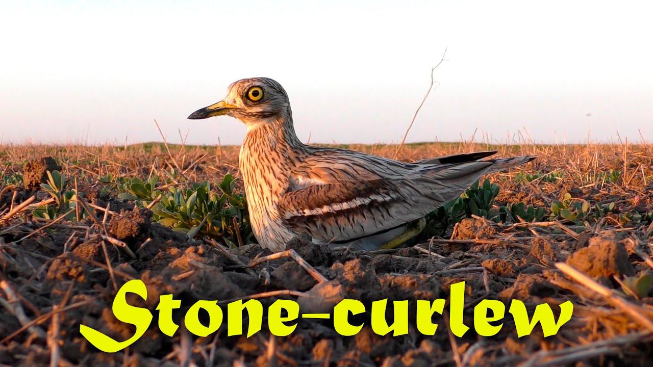Авдотка в гнездовой период / Stone-curlew breeding season смотреть онлайн