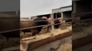 Бой быков .продажа быков из России.