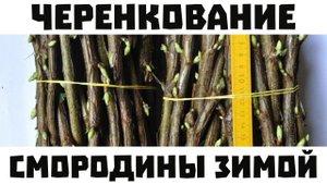 Лёгкий способ черенковать смородину зимой.