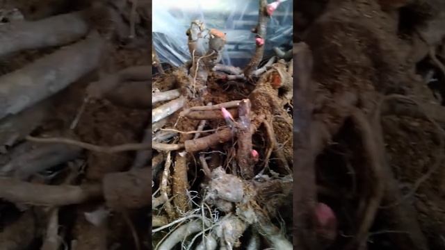 пионы сорта Бартзелла и Блэк бьюти Корневища смотреть онлайн