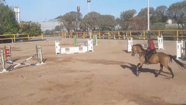 Конное троеборье коню 3 годика самое начало