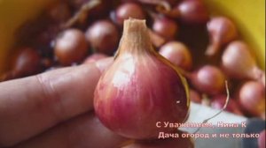 КУПИЛА ХОРОШИЙ ЛУК СЕВОК НА РЕПКУ, А ВЫРОС ЛУК МАЛЕНЬКИЙ ДА КОРЯВЕНЬКИЙ 😱 КАКОЙ ЛУК СЕВОК ВЫБРАТЬ