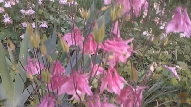 Поль де сенневиль Нежная мелодия Этот прекрасный мир смотреть онлайн