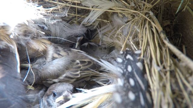 Воробей полевой 170506 1 под крышей дома 20170602gp4k 6 кормежки смотреть онлайн