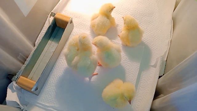 БРОЙЛЕРЫ ПРИЕХАЛИ🐥ПЕРЕПЕЛЯТА ВЫЛУПИЛИСЬ🐣