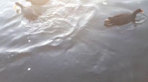 Гуси, утки, чёрные лебеди с детками, большие рыбы и черепашка