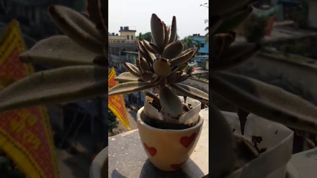 Succulent/kalanchoe/panda's paw/#youtubeshorts/#viral/#youtube смотреть онлайн