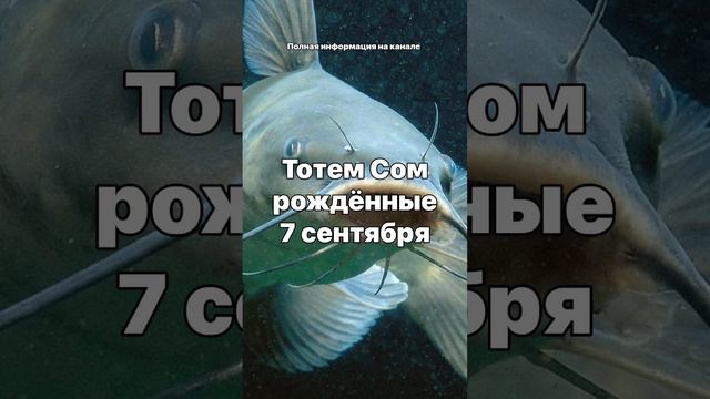 Тотем Сом рождённые 7 сентября Другие тотемы можно найти на канале Гадание на камнях смотреть онлайн