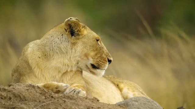 Дикая природа Африки 4K