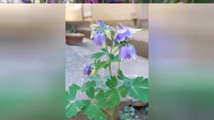 АКВИЛЕГИЯ, или ВОДОСБОР  (AQUILEGIA)  сем. Лютиковые