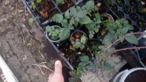 Выращивание малины Энросадира из маточного корня. И многое другое