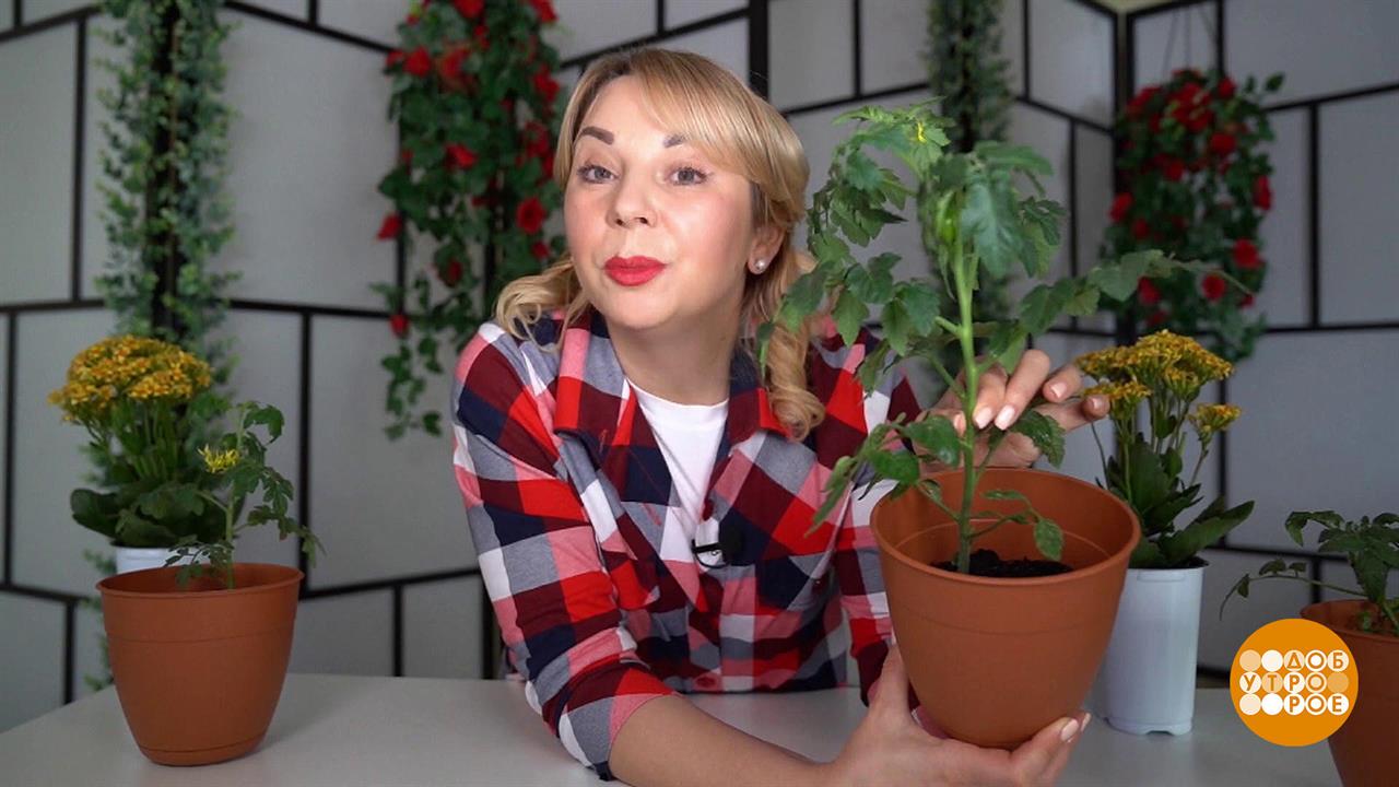 Растим томаты. Доброе утро. Суббота. Фрагмент выпуска от 26.03.2022