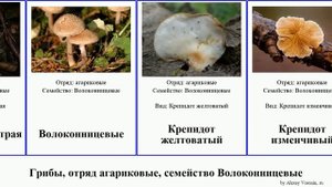 Грибы, отряд агариковые, семейство Волоконницевые крепидот волоконница fungus Agaricales земляная