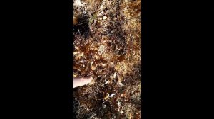 Атрактилодес(серпуха) лекарственное растение,растет в основном на дальнем востоке