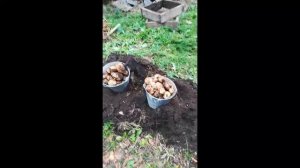 Урожай КАРТОШКИ В ЯЩИКАХ. Картофель из ГЛАЗКОВ.