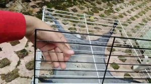 Меняем клетки морским свинка с ковриком пвх