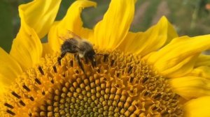 Секреты природы