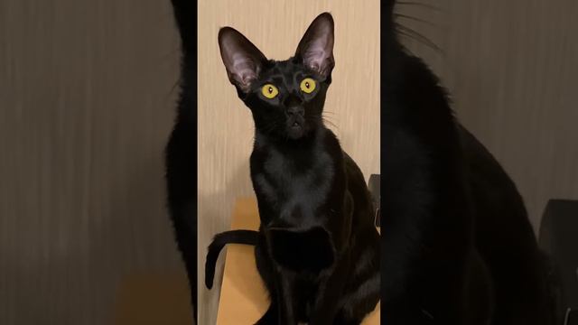 Мадагаскарская руконожка 😹 #cat #orientalcat #варя #ориенталы #ориентальнаякошка