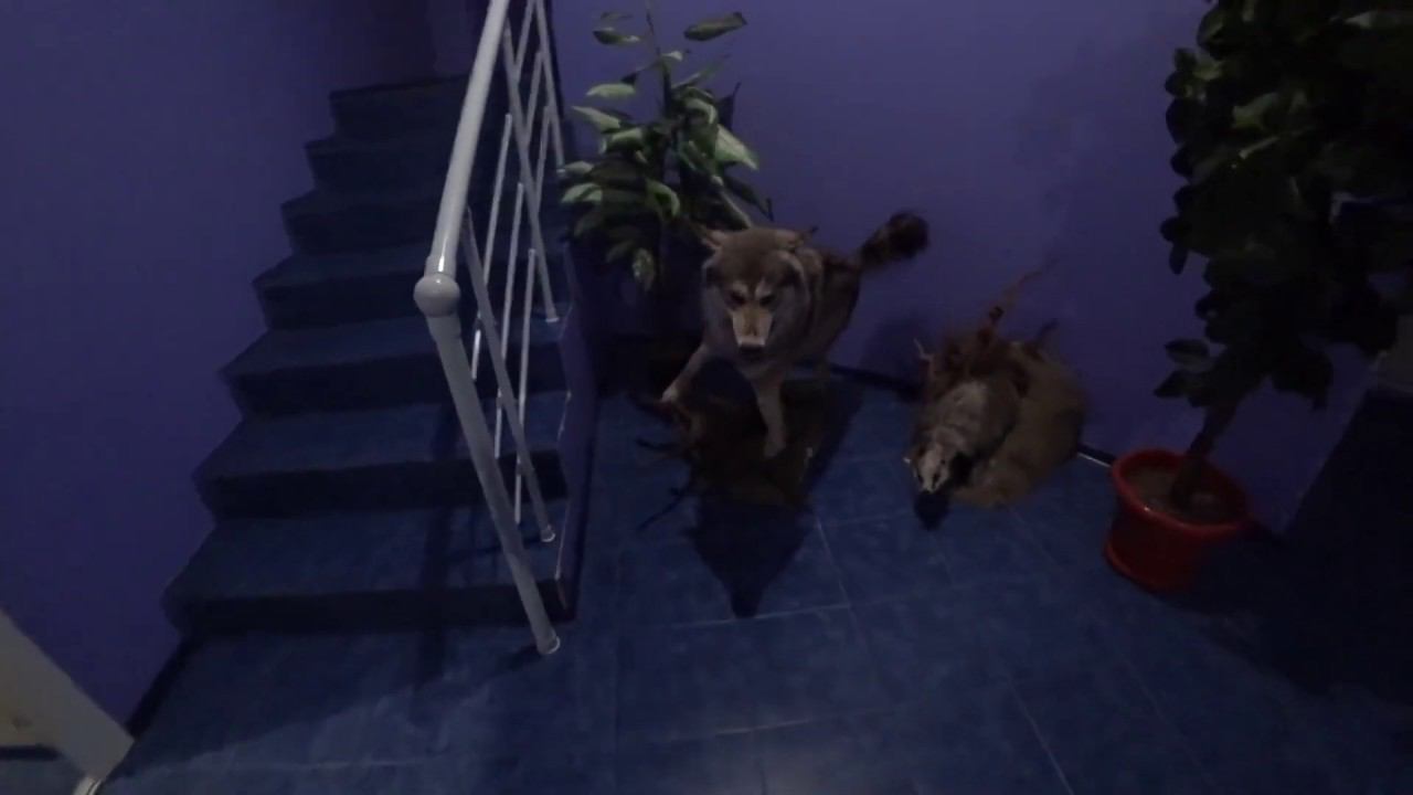 Питер Таганрог (Часть 2) 2019 смотреть онлайн