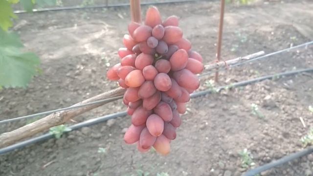 Виноград- Богема ( 2018). смотреть онлайн