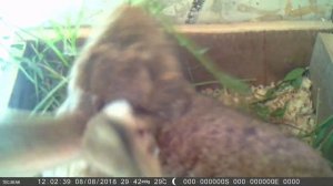 Первый окрол крольчихи начинающего кроликовода / Дом в деревне