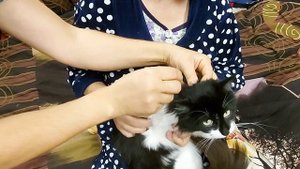 Паразицид комплекс от блох клещей и глистов. Маленькие пушистики Коты Кузя и Чувачок
