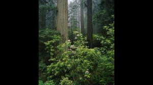 Фото слайд-шоу Природа. Лес. Часть 1.