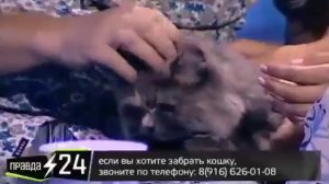 Наталья Сенчукова и кошка