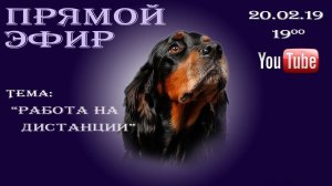 Среда натаски - работа на дистанции.