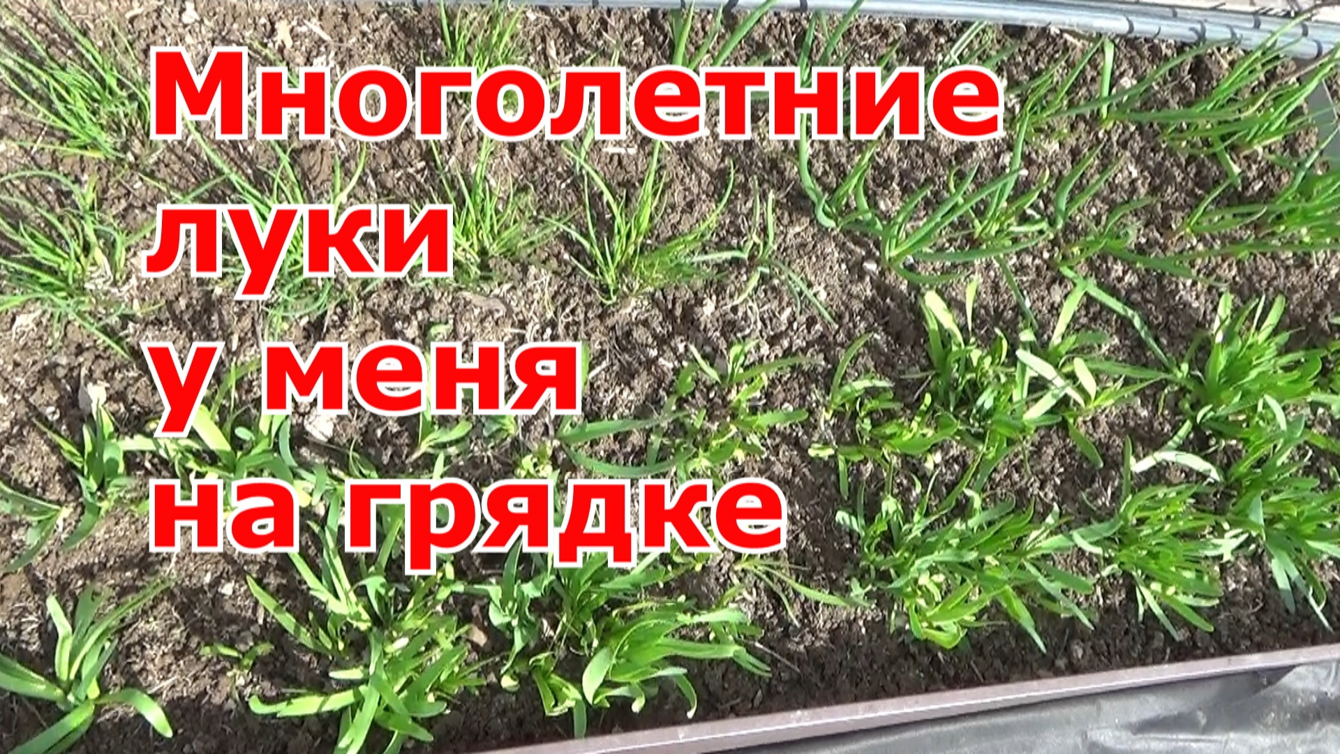 Какие многолетние луки выращиваю в огороде. Слизун, шнитт, многоярусный, батун и другие...