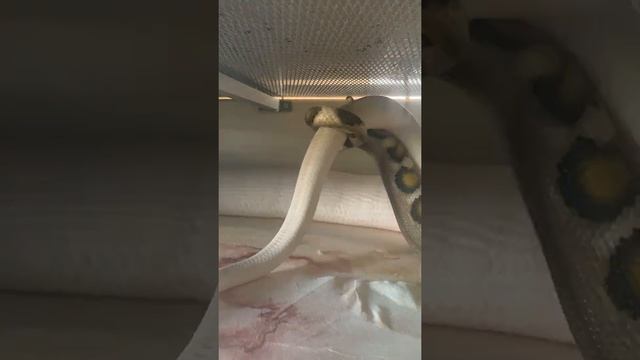 How do snakes reproduce?!? (Reticulated Pythons Copulating)