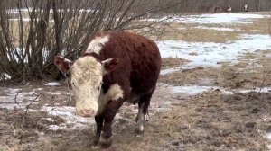 Да Мясной скот живет на улице #герефорд #ферма #кфх #коровы #животные #воля #сено #зимовка #крс #ре