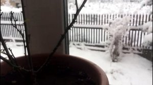 Уход за комнатными розами в зимний период..