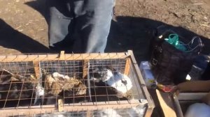 Сельхоз рынок Пенза. Продажа кроликов. Позитивчик))
