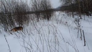 Первый заяц в 9 месяцев. РГ Набат Владелец Чёлышев И. В.