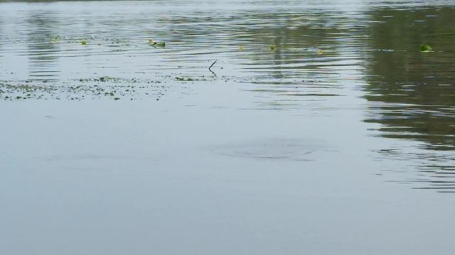 Щеклея