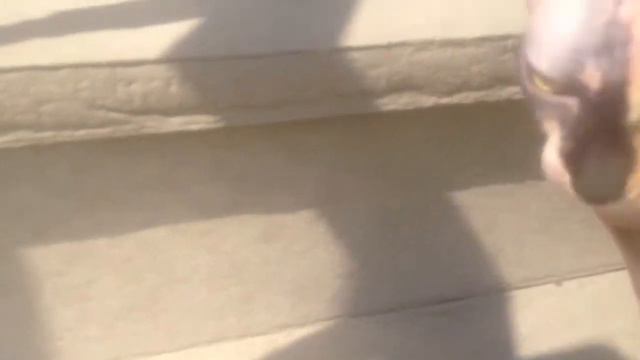 Lady Sphynx смотреть онлайн