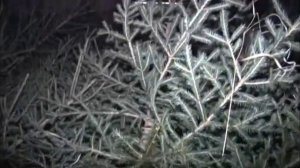 Первомайский лесхоз заготовил для продажи новогодние ели