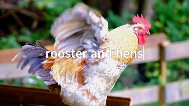 Что говорят животные Звуки животных. Find the catch # животные #звуки # дома смотреть онлайн