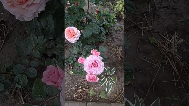 розы Мэри Энн и Аисфогель смотреть онлайн